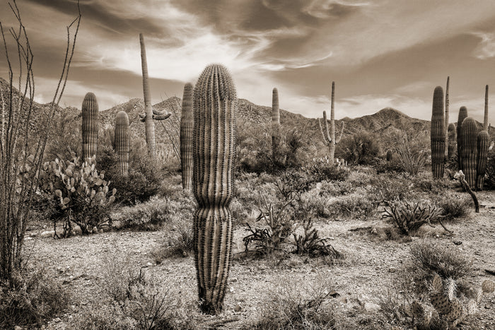 Desert Vista #6