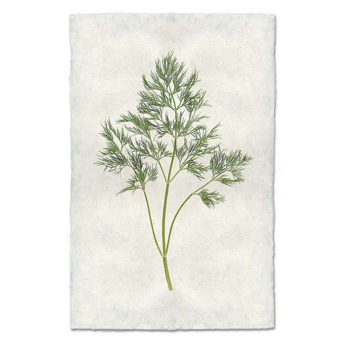 Dill