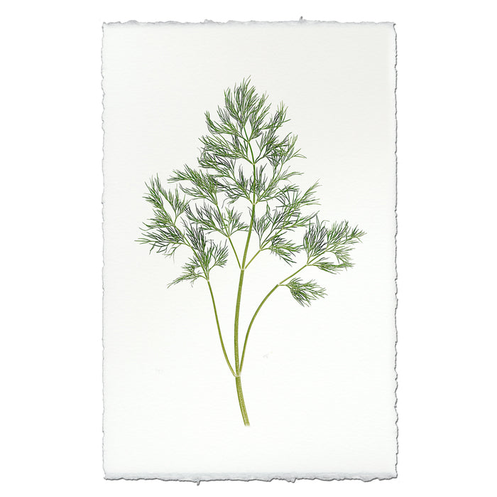 Dill