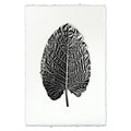 Elephant Ear