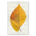 Elm Leaf fall leaves wall art print — fine art botanical photography on handmade paper, San Francisco