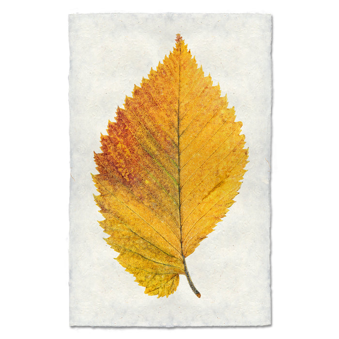 Elm Leaf fall leaves wall art print — fine art botanical photography on handmade paper, San Francisco