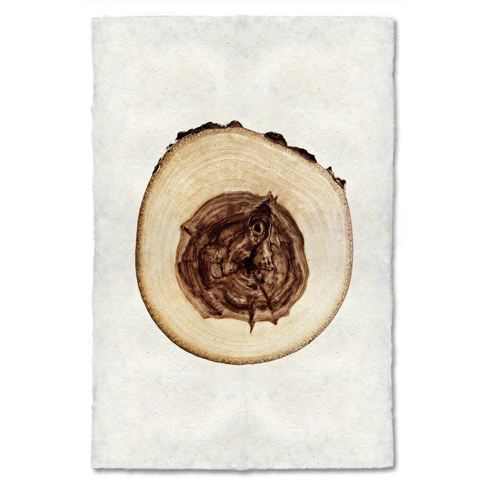 Elm wood slice wall art print — fine art Organic photography on handmade paper, San Francisco
