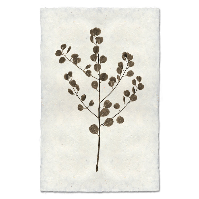 Eucalyptus #1 greenery wall art print — fine art botanical photography on handmade paper, San Francisco