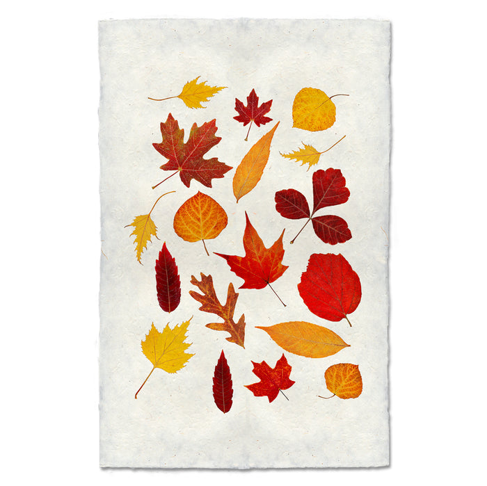 Fallen #1 fall leaves wall art print — fine art botanical photography on handmade paper, San Francisco