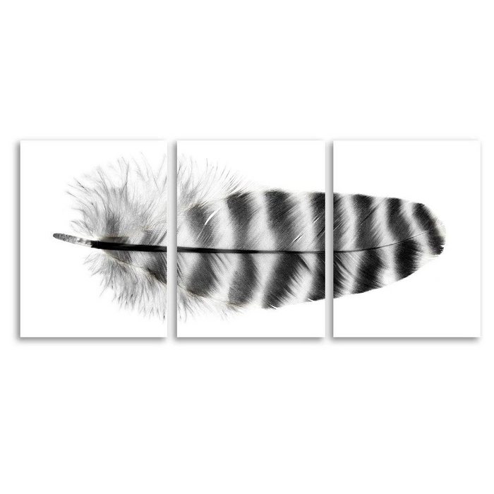 Feather #17 (Barred Rock Hen) Trilogy