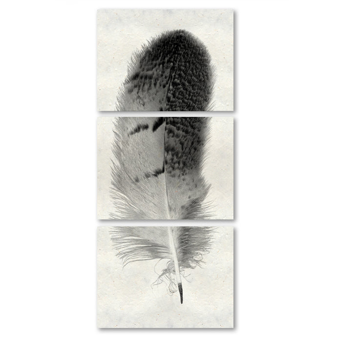 Feather #7 (Owl) Trilogy