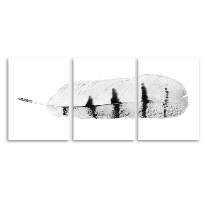 Feather #8 Trilogy Horizontal
