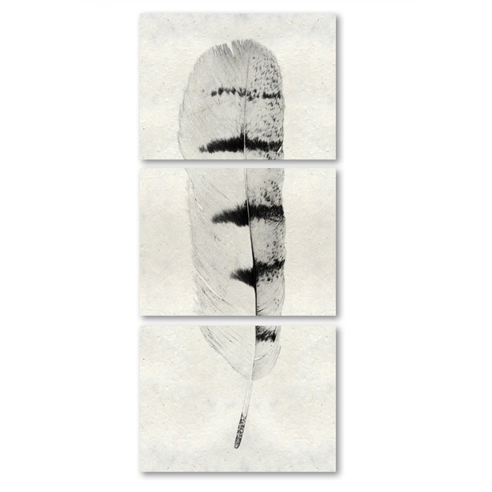 Feather #8 Trilogy Horizontal