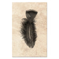 Feather Study #10 (Turkey)