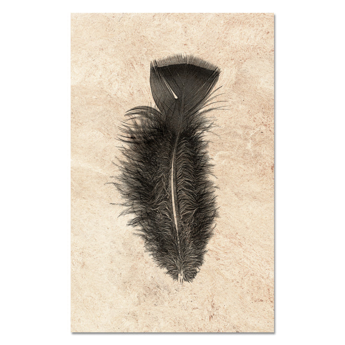 Feather Study #10 (Turkey)