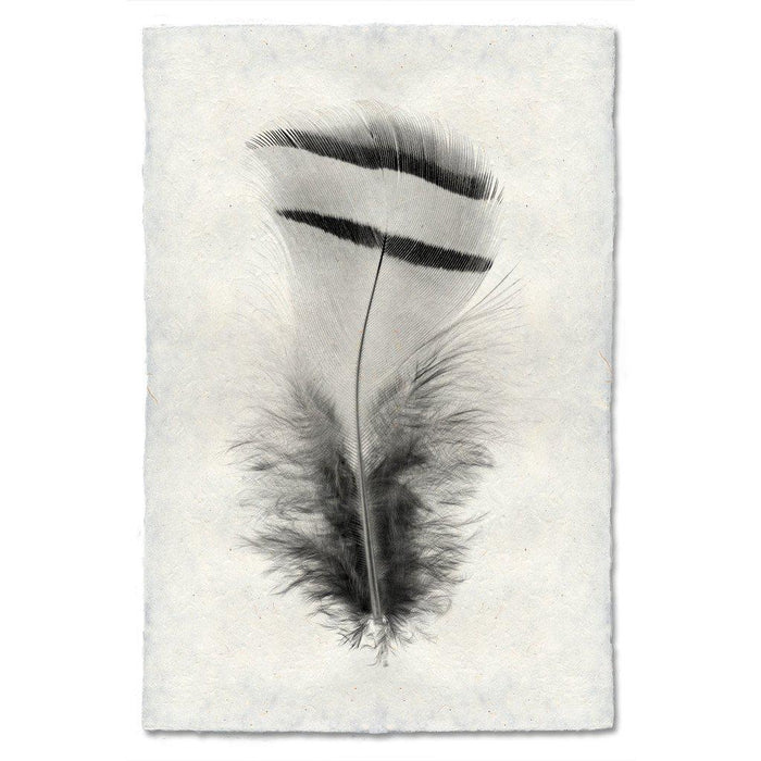 Feather Study #15 (Chukar Partridge) black and white wall art print — fine art black and white photography on handmade paper, San Francisco