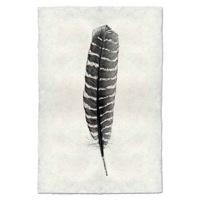 Feather Study #16 (Wild Turkey) black and white wall art print — fine art black and white photography on handmade paper, San Francisco