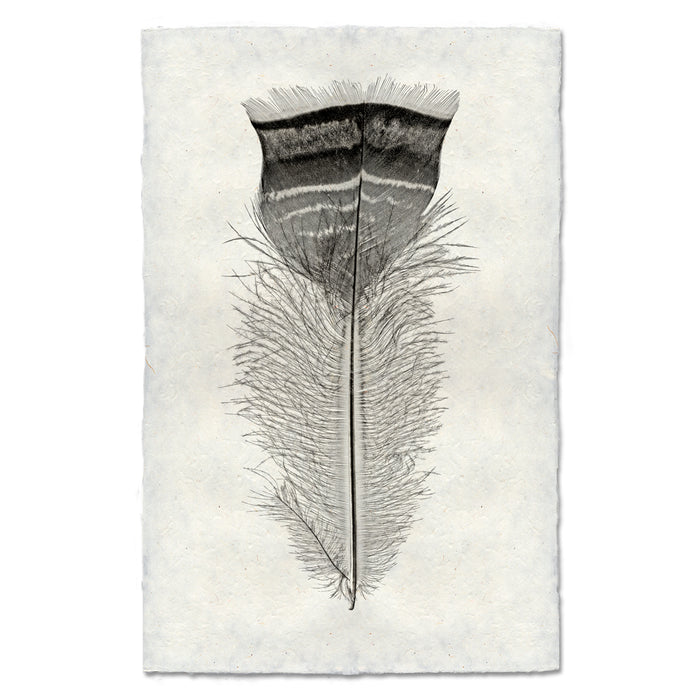 Feather Study #18 (Turkey) black and white wall art print — fine art black and white photography on handmade paper, San Francisco