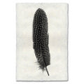 Feather Study #5 (Pheasant) black and white wall art print — fine art black and white photography on handmade paper, San Francisco