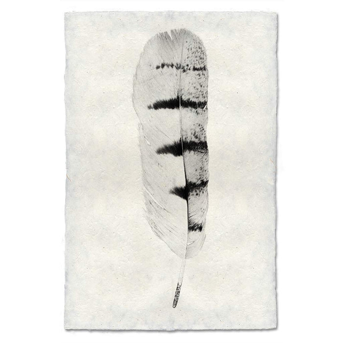 Feather Study #8 (Hawk) black and white wall art print — fine art black and white photography on handmade paper, San Francisco