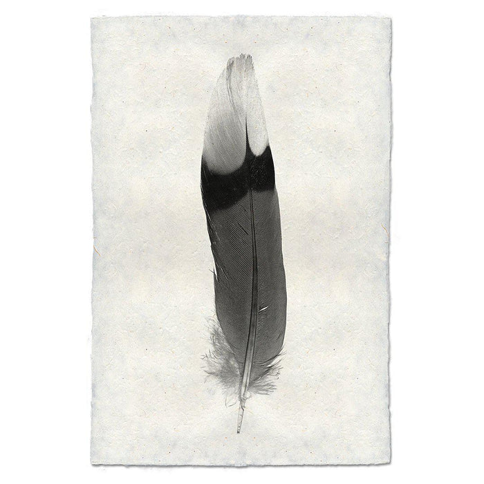 Feather Study #9 (Jay) black and white wall art print — fine art black and white photography on handmade paper, San Francisco