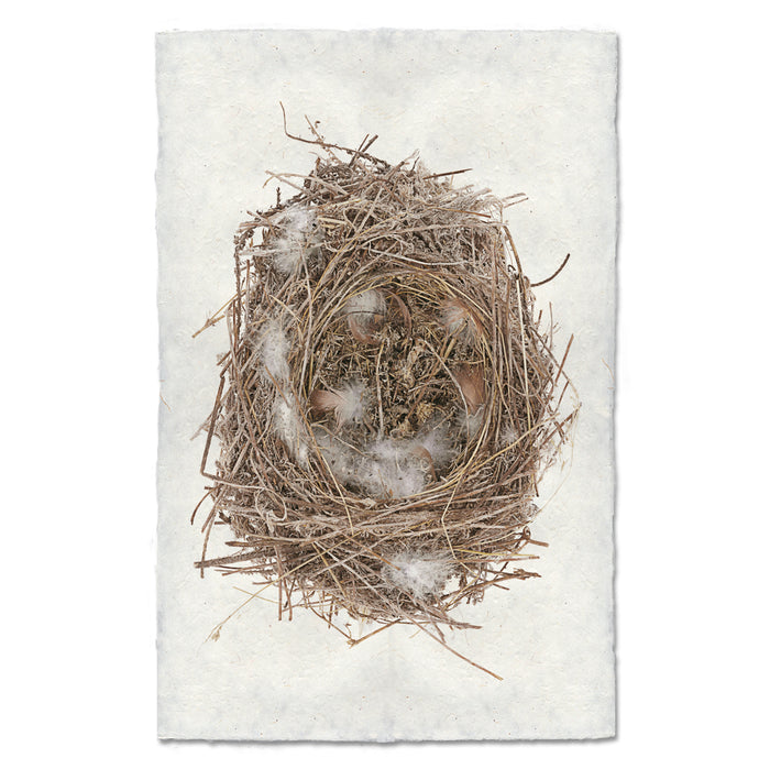 Feathered Nest bird's nest wall art print — fine art avian photography on handmade paper, San Francisco