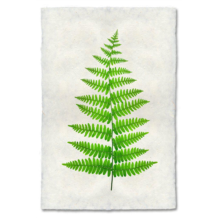 Fern #11