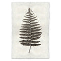 Fern #1 natural forms wall art print — fine art natural forms photography on handmade paper, San Francisco