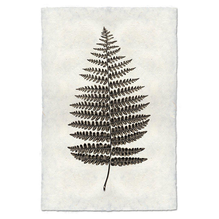 Fern #1 natural forms wall art print — fine art natural forms photography on handmade paper, San Francisco