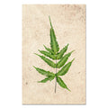 Fern #4