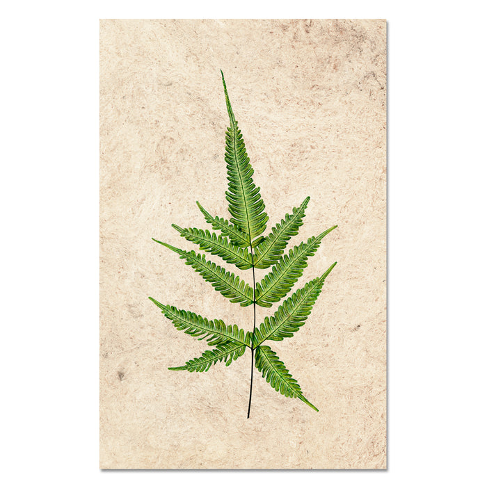 Fern #4