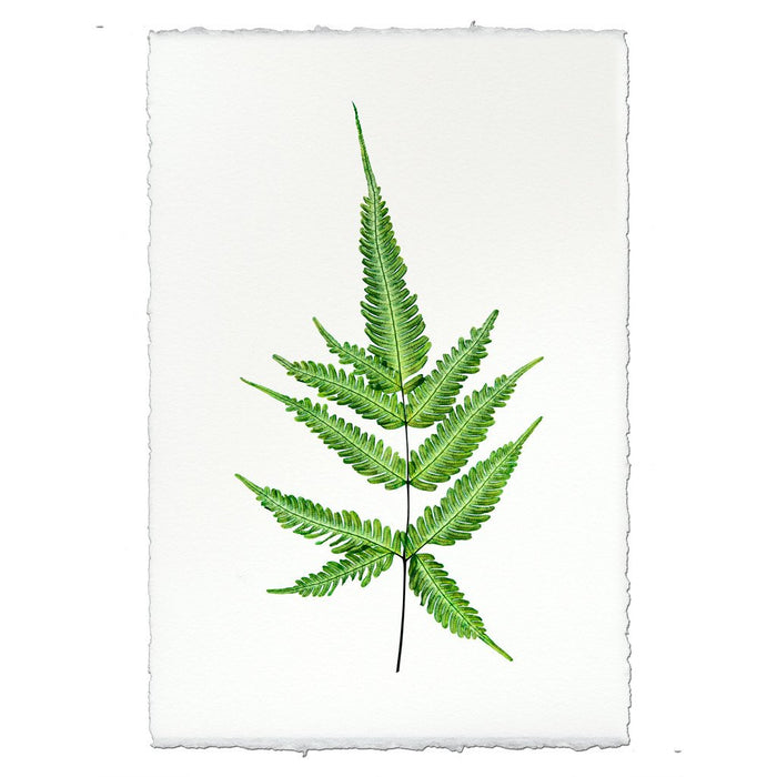 Fern #4