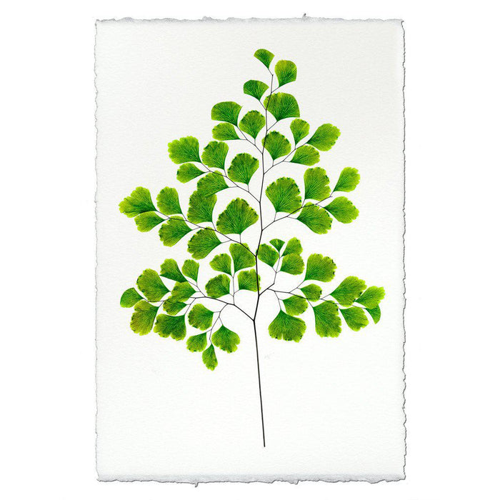 Fern #7