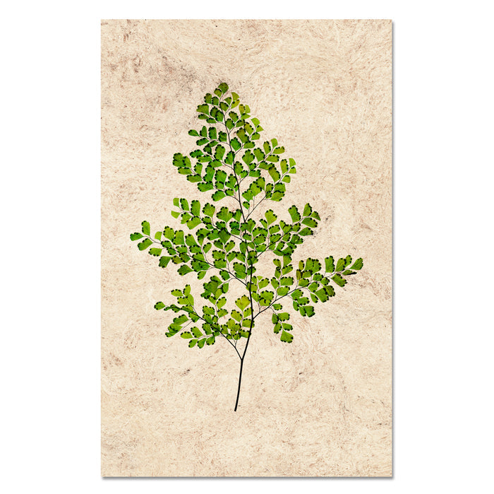 Fern #8