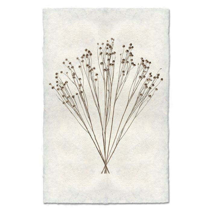 Flax natural forms wall art print — fine art natural forms photography on handmade paper, San Francisco