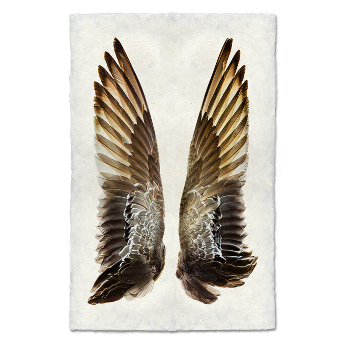 Gadwall Duck Wings nature wall art print — fine art nature photography on handmade paper, San Francisco