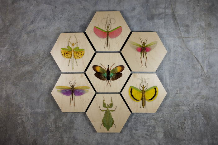 Geometrics - Bugs