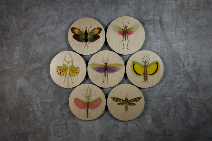 Geometrics - Bugs