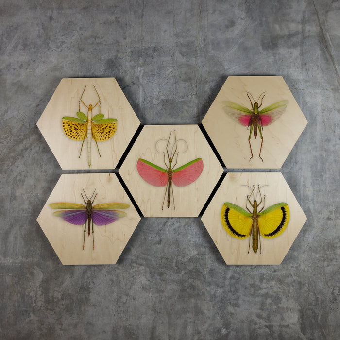 Geometrics - Bugs