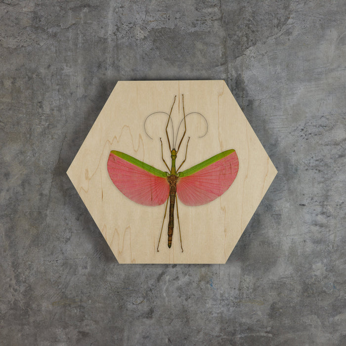 Geometrics - Bugs