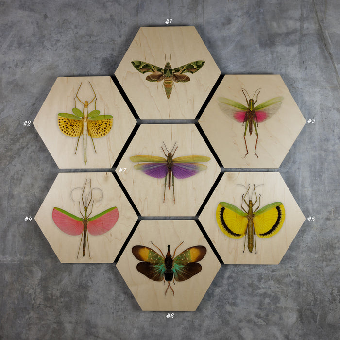 Geometrics - Bugs