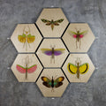 Geometrics - Bugs