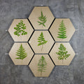 Geometrics - Ferns