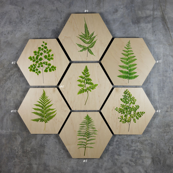 Geometrics - Ferns