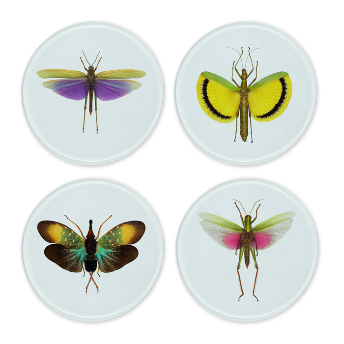 Glass Coasters (set of 4) - Bugs