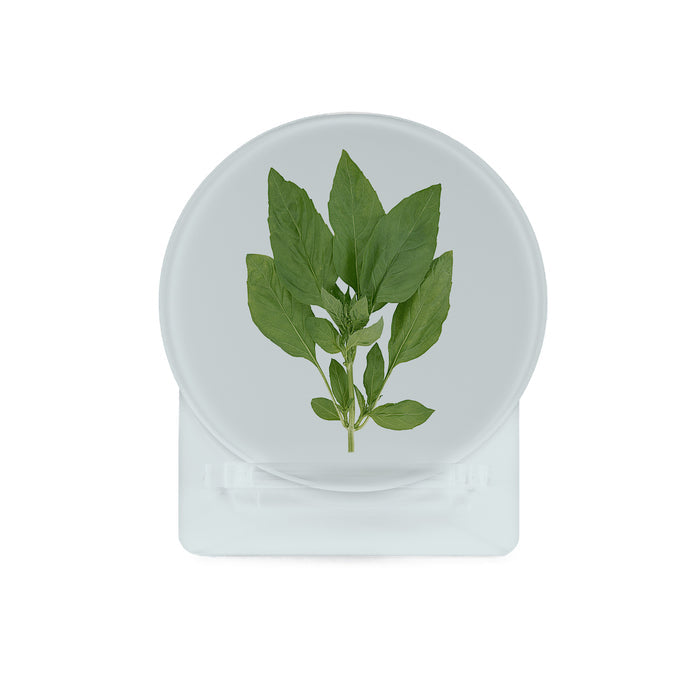 Glass Coasters (set of 4) - Herbs