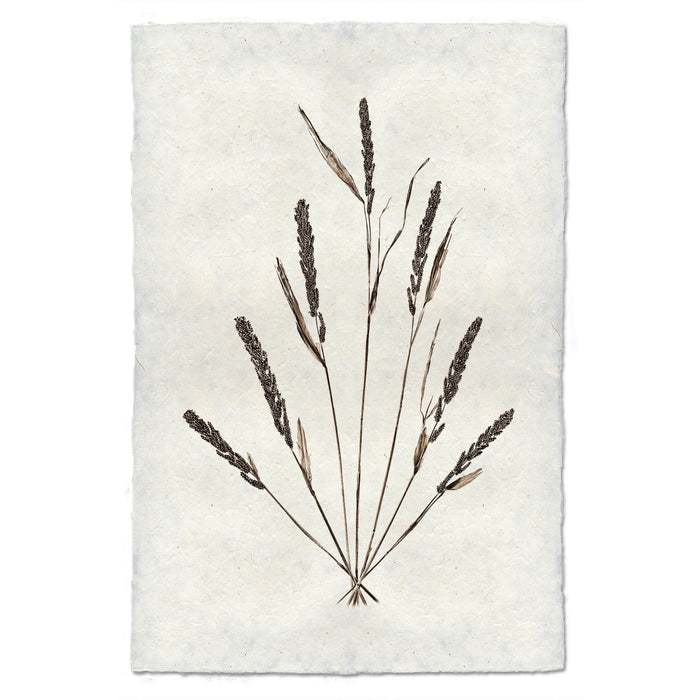 Grain Form natural forms wall art print — fine art natural forms photography on handmade paper, San Francisco