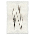 Grass Form natural forms wall art print — fine art natural forms photography on handmade paper, San Francisco