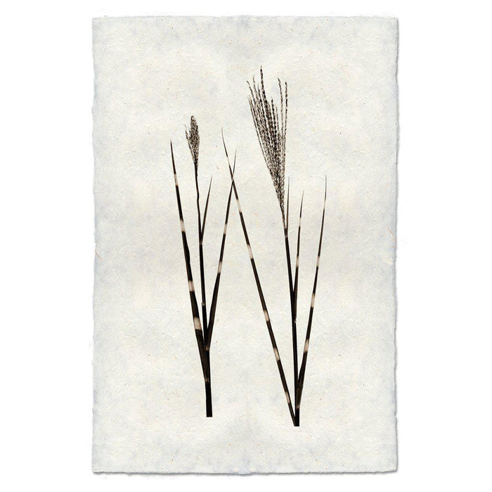 Grass Form natural forms wall art print — fine art natural forms photography on handmade paper, San Francisco