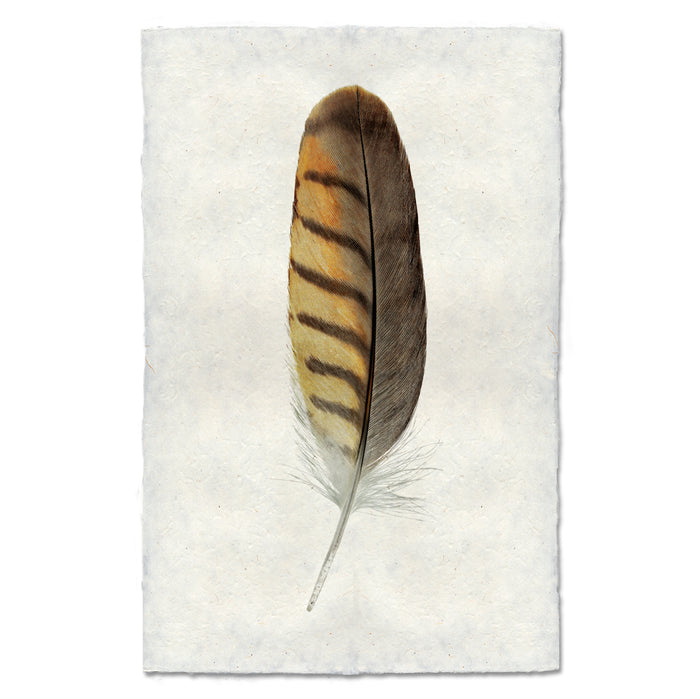 Gray-Lined Hawk colored feather wall art print — fine art feather photography on handmade paper, San Francisco