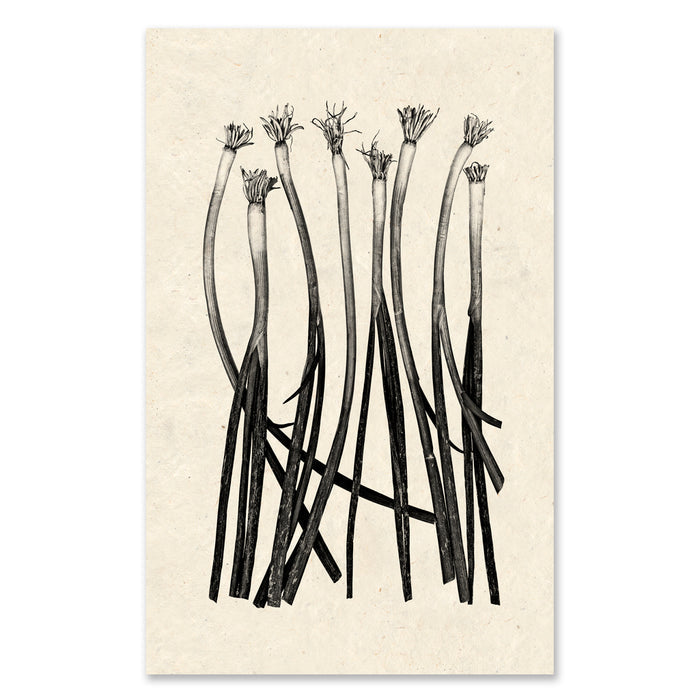 Green Onions - grand format - 40x60" single sheet rag (natural)