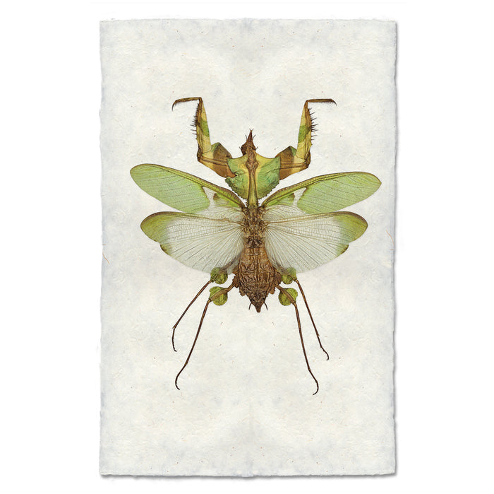 Green Praying Mantis