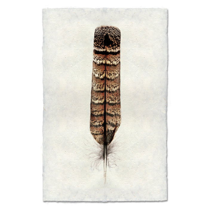 Grouse colored feather wall art print — fine art feather photography on handmade paper, San Francisco