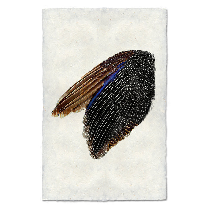 Guinea Fowl Wing (left) nature wall art print — fine art nature photography on handmade paper, San Francisco